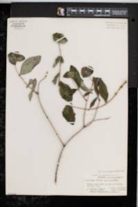 Lonicera dioica image