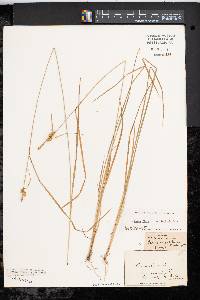 Carex cryptolepis image