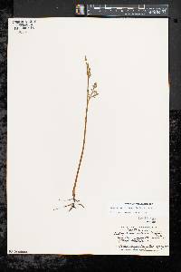 Botrychium matricariifolium image