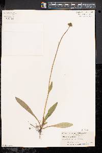 Hieracium caespitosum image