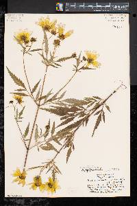 Bidens polylepis image