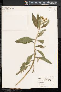 Verbesina alternifolia image