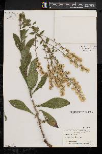 Solidago bicolor image