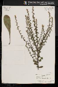 Solidago bicolor image