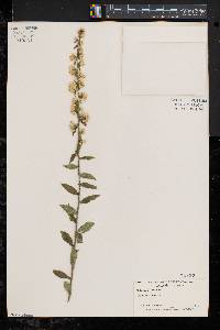 Solidago bicolor image