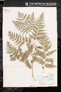 Pteridium aquilinum var. latiusculum image