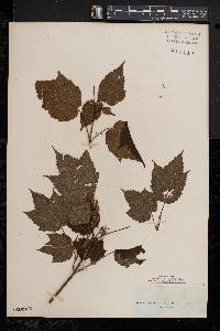 Acer spicatum image