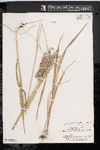 Calamagrostis cinnoides image