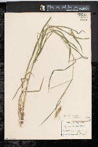 Elymus villosus image