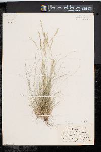 Festuca filiformis image