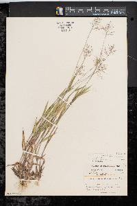 Dichanthelium acuminatum subsp. columbianum image