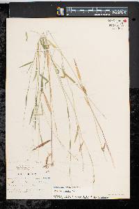 Dichanthelium dichotomum subsp. lucidum image