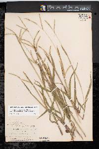 Paspalum setaceum var. muhlenbergii image