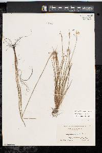 Sisyrinchium mucronatum image