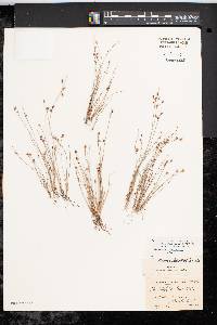 Fimbristylis annua image