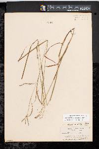 Carex debilis var. rudgei image