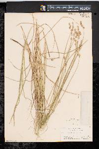 Carex festucacea image