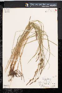 Carex haydenii image