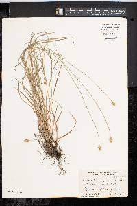 Carex leavenworthii image