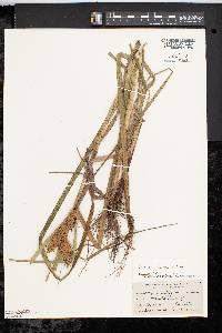 Carex lupuliformis image