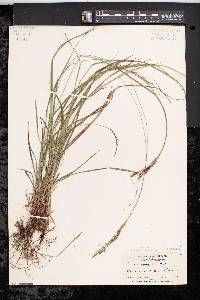 Carex virescens image