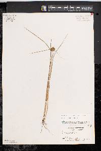 Carex viridula image