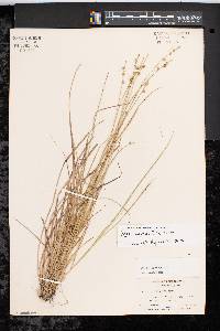 Carex seorsa image