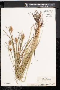 Carex squarrosa image