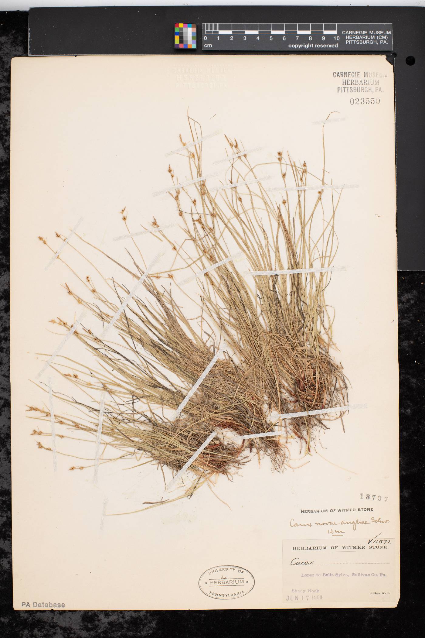 Carex novae-angliae image