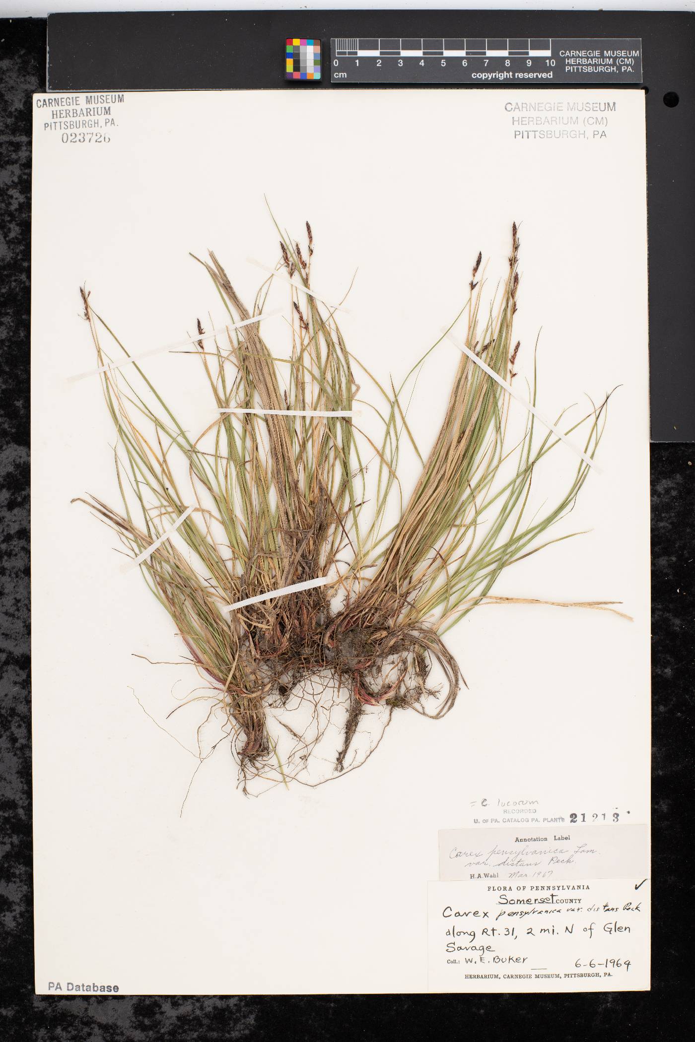 Carex lucorum image