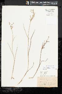 Juncus articulatus image