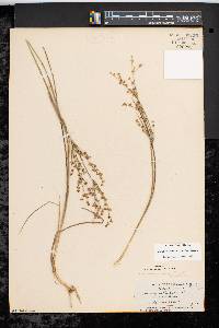 Juncus brevicaudatus image