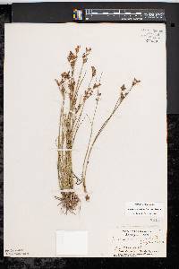 Juncus brevicaudatus image