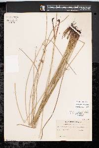 Juncus gymnocarpus image