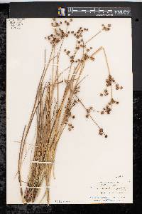 Juncus subcaudatus image