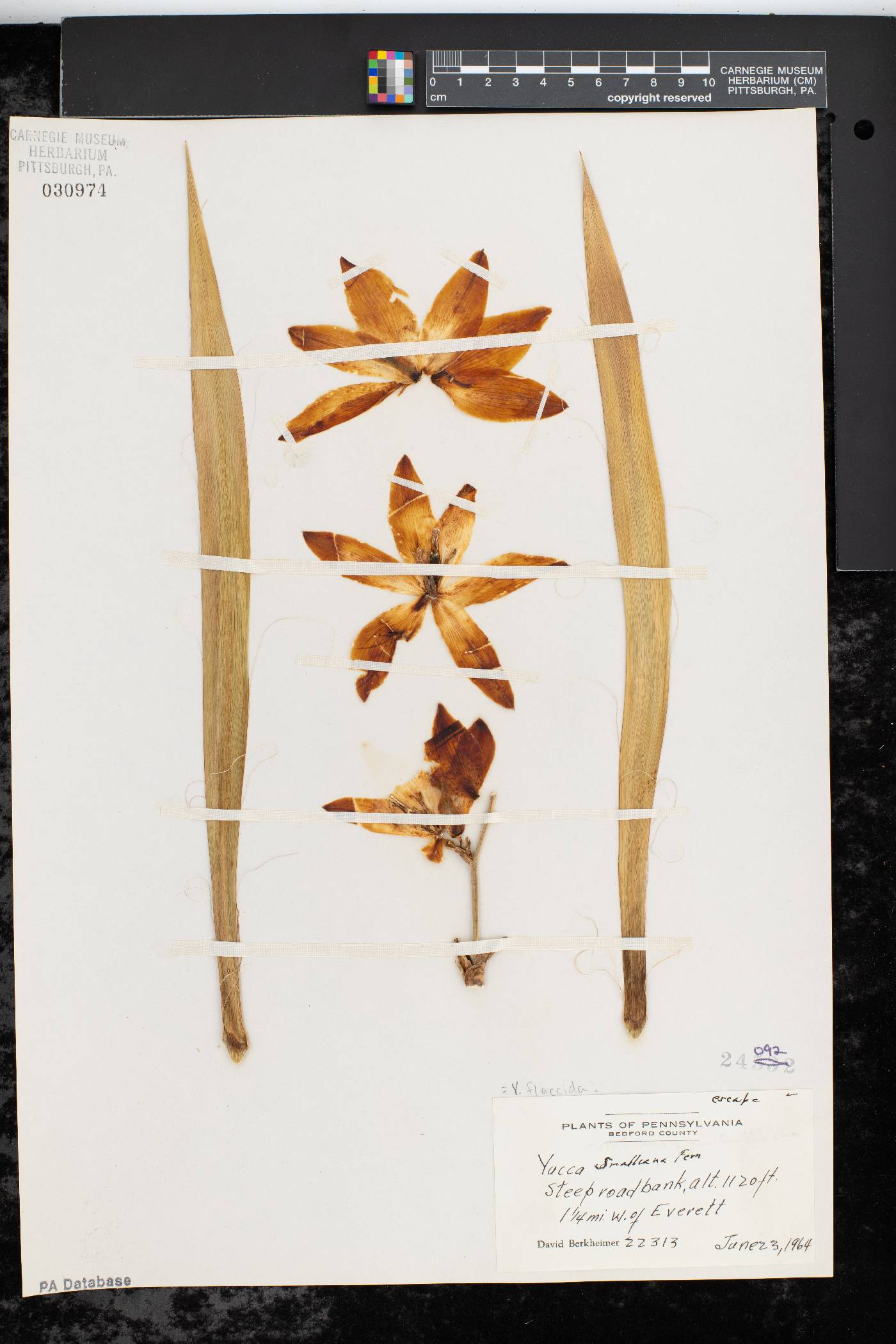 Yucca flaccida image