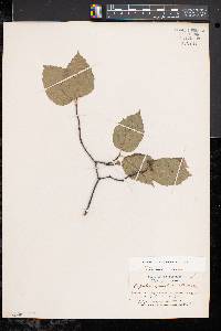 Viburnum rafinesqueanum image