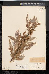 Salix myricoides image