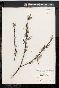 Salix petiolaris image