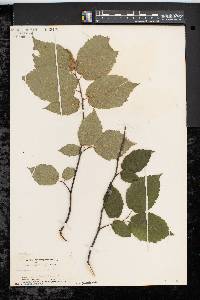 Corylus cornuta image