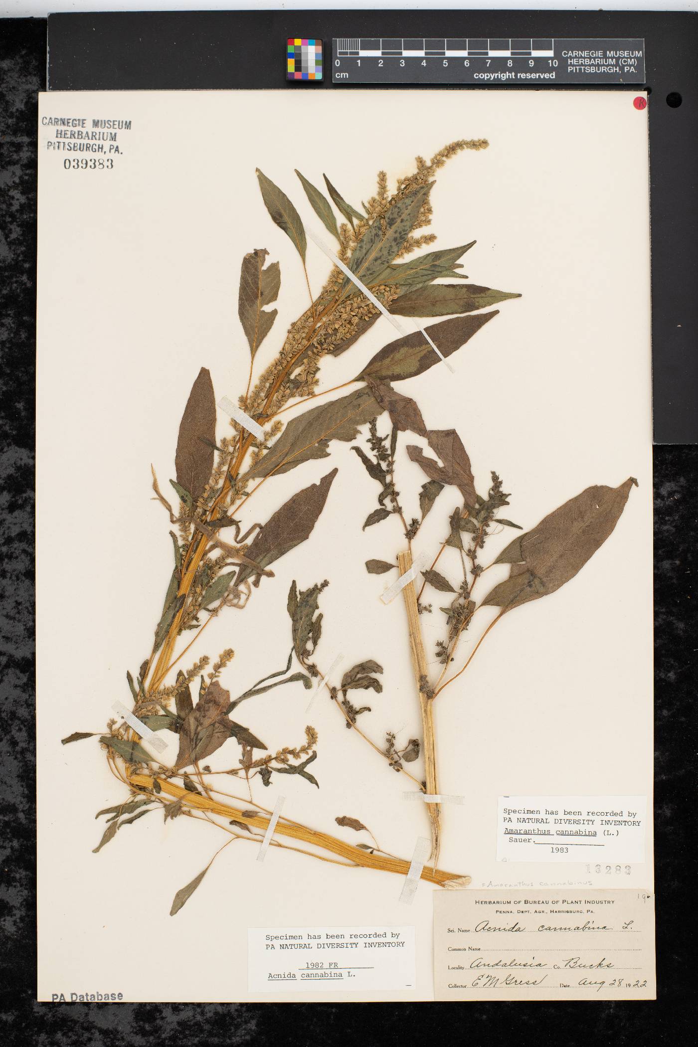 Amaranthus cannabinus image