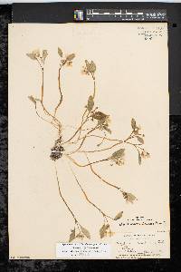 Claytonia caroliniana image