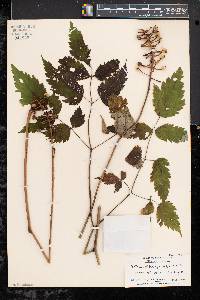 Actaea alba image