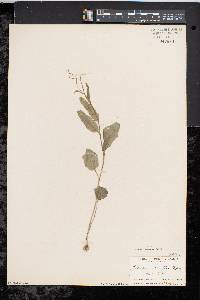 Cardamine bulbosa image