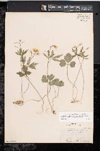 Cardamine angustata image