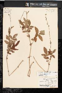 Agrimonia pubescens image