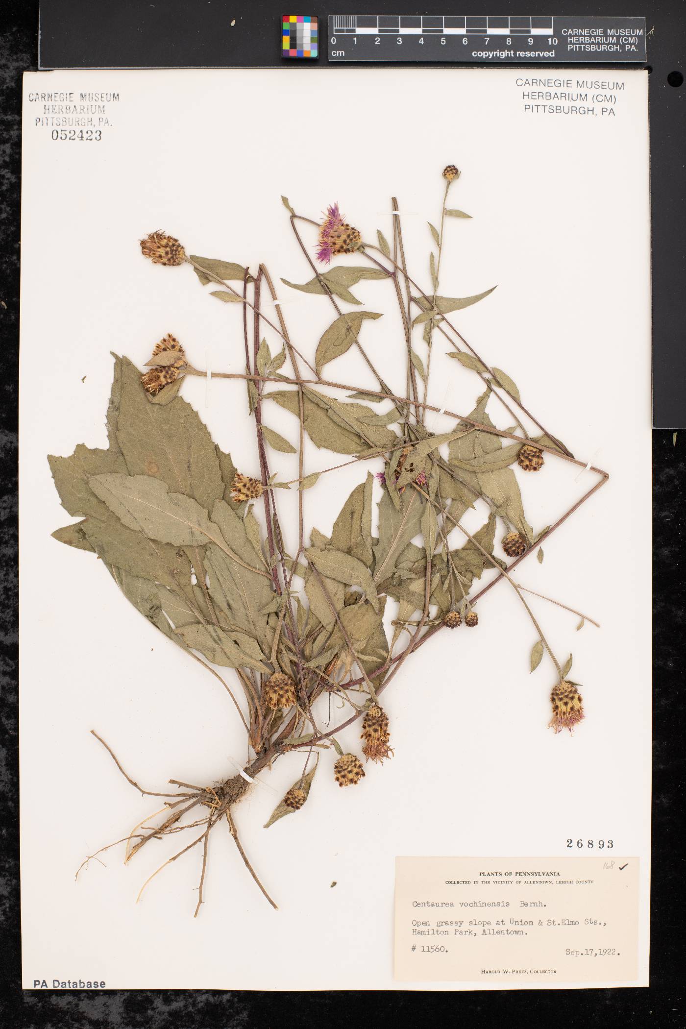 Centaurea nigrescens image
