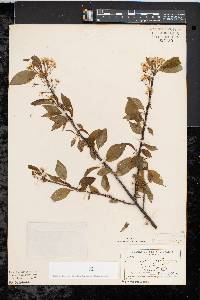 Prunus pensylvanica image