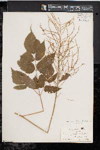 Aruncus dioicus image