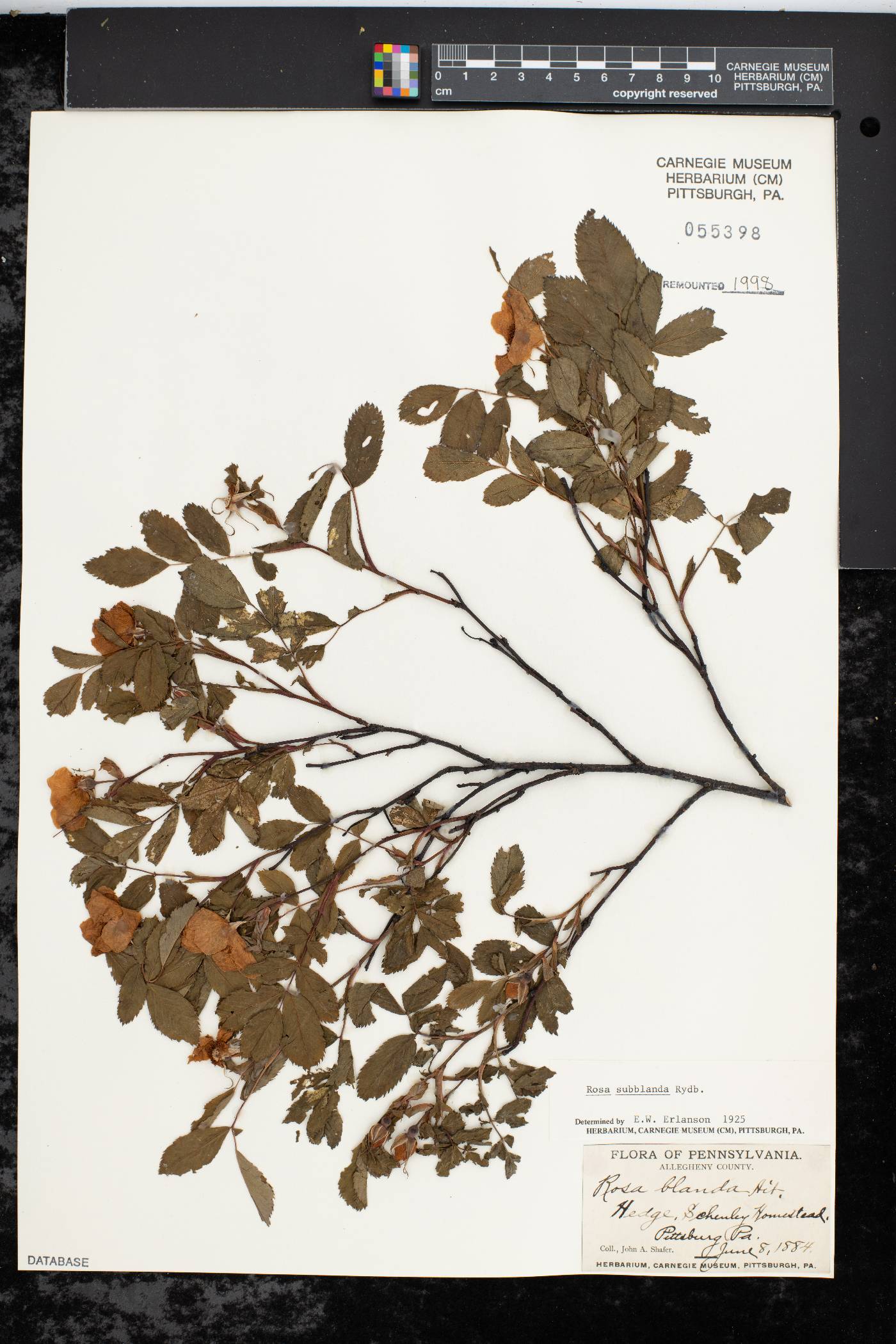 Rosa subblanda image